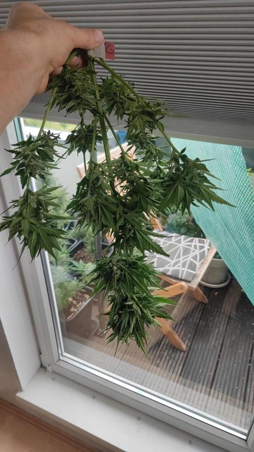 Sweet Seeds mashup / Outdoor 2025. Week 12