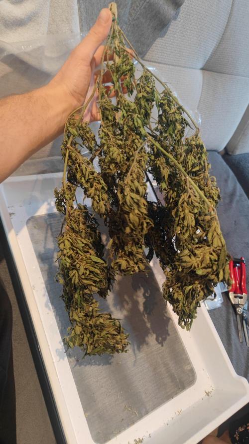Sweet Seeds mashup / Outdoor 2025. Week 12