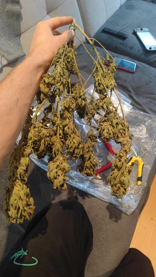 Sweet Seeds mashup / Outdoor 2025. Week 12