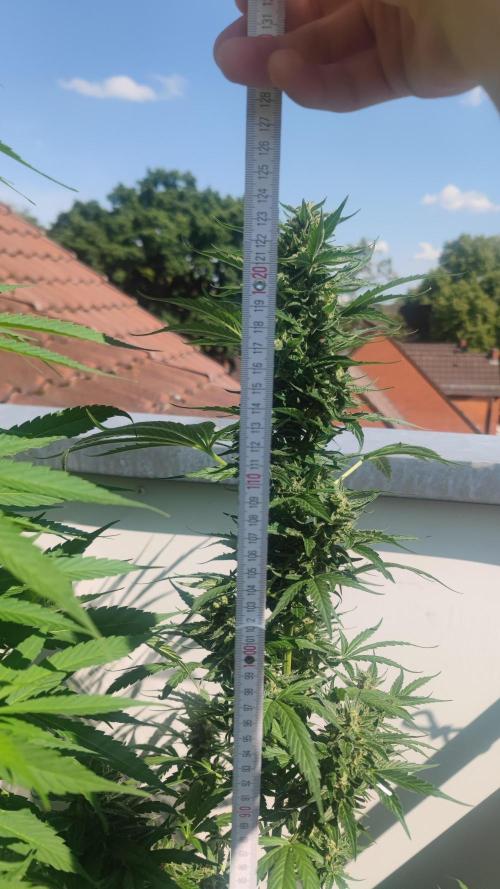 Sweet Seeds mashup / Outdoor 2025. Week 12