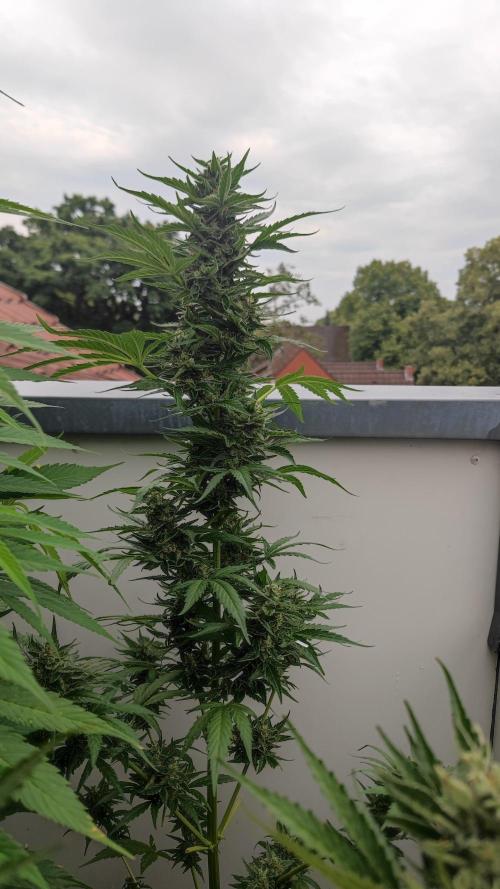 Sweet Seeds mashup / Outdoor 2025. Week 12