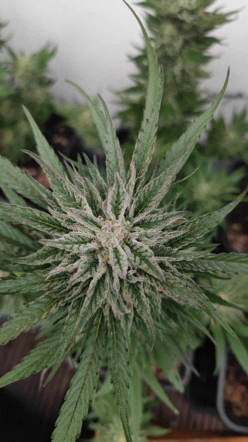 Sweet Seeds mashup / Outdoor 2025. Week 12