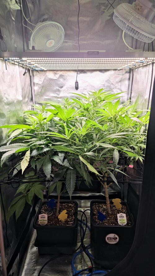 Rainbow Sherbert #11 / Kannabia / Indoor. Week 13