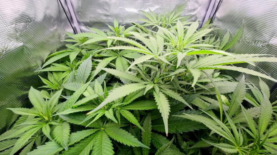 Rainbow Sherbert #11 / Kannabia / Indoor. Week 13