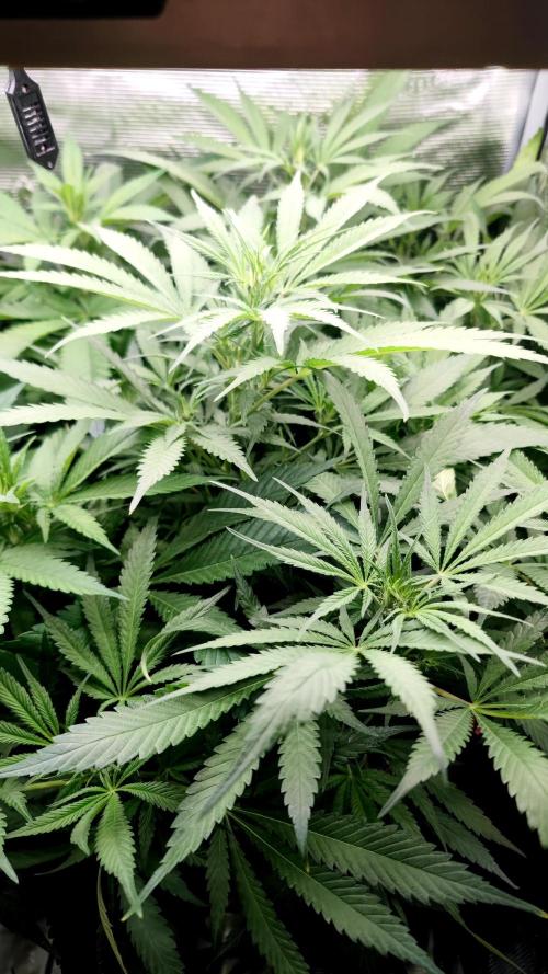 Rainbow Sherbert #11 / Kannabia / Indoor. Week 13