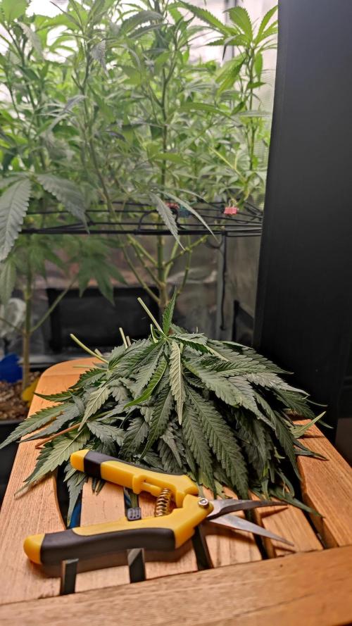 Rainbow Sherbert #11 / Kannabia / Indoor. Week 13