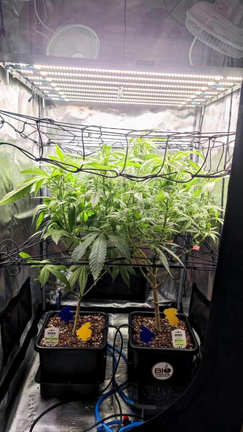 Rainbow Sherbert #11 / Kannabia / Indoor. Week 13