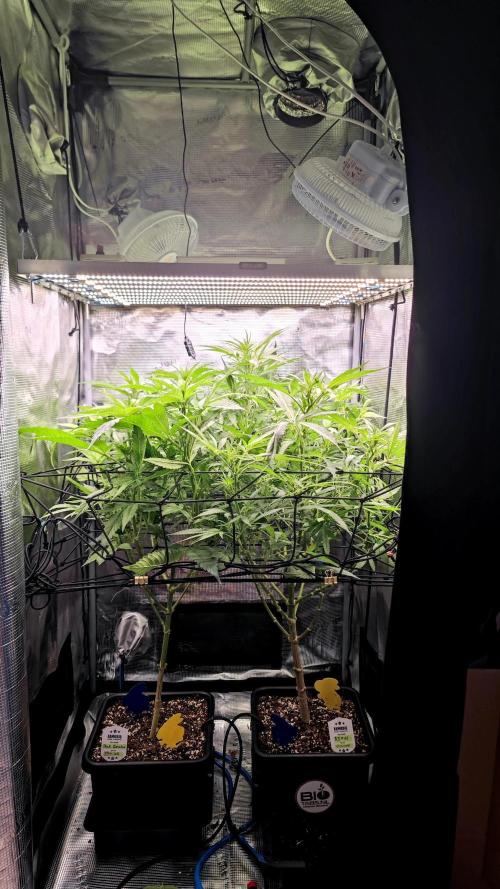 Rainbow Sherbert #11 / Kannabia / Indoor. Week 13