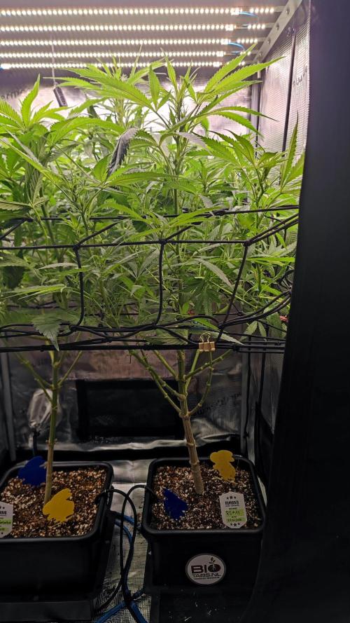 Rainbow Sherbert #11 / Kannabia / Indoor. Week 13