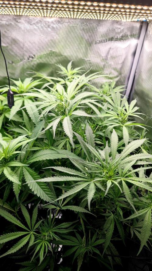 Rainbow Sherbert #11 / Kannabia / Indoor. Week 13
