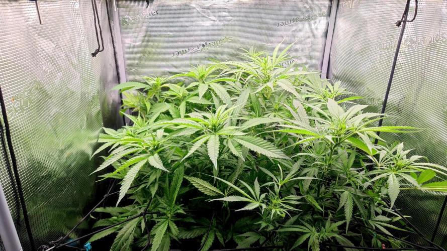 Rainbow Sherbert #11 / Kannabia / Indoor. Week 13