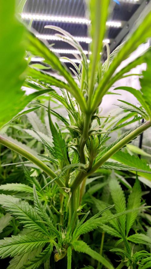 RS11 (Rainbow Sherbert #11). Week 13