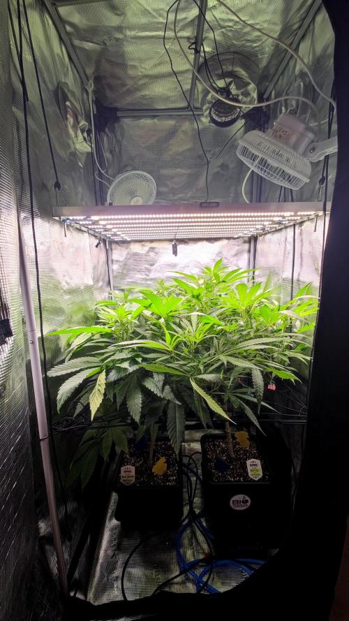 Pink Gelato / Kannabia / Indoor. Week 13