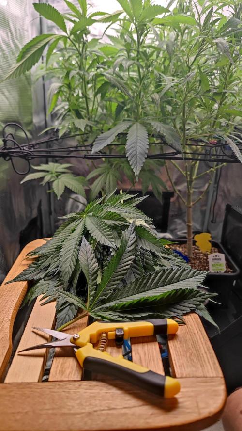 Pink Gelato / Kannabia / Indoor. Week 13