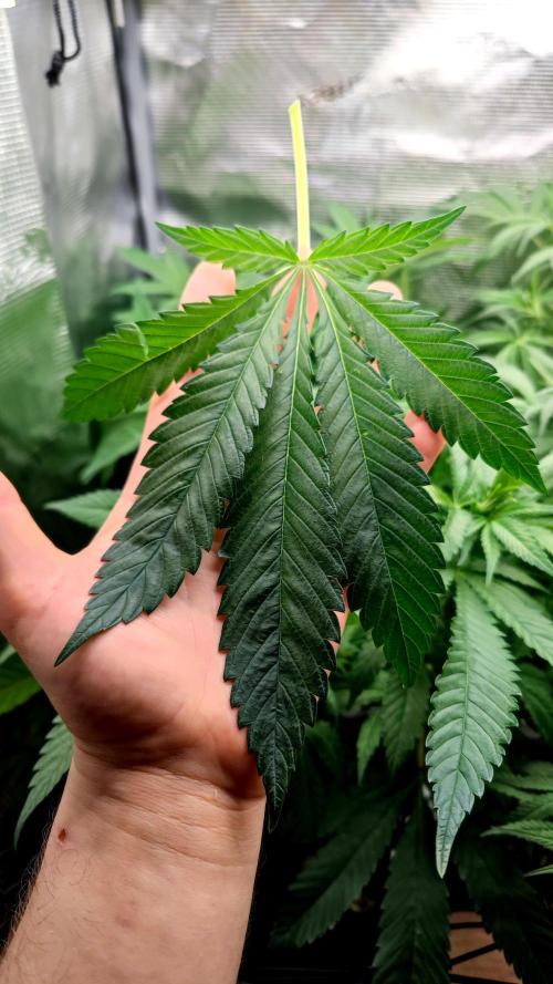 Pink Gelato / Kannabia / Indoor. Week 13