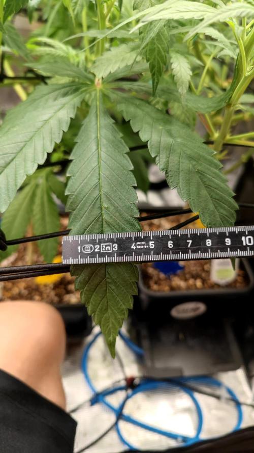 Pink Gelato / Kannabia / Indoor. Week 13