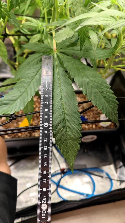 Pink Gelato / Kannabia / Indoor. Week 13