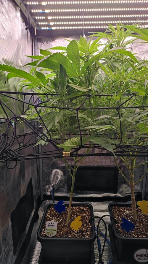Pink Gelato / Kannabia / Indoor. Week 13