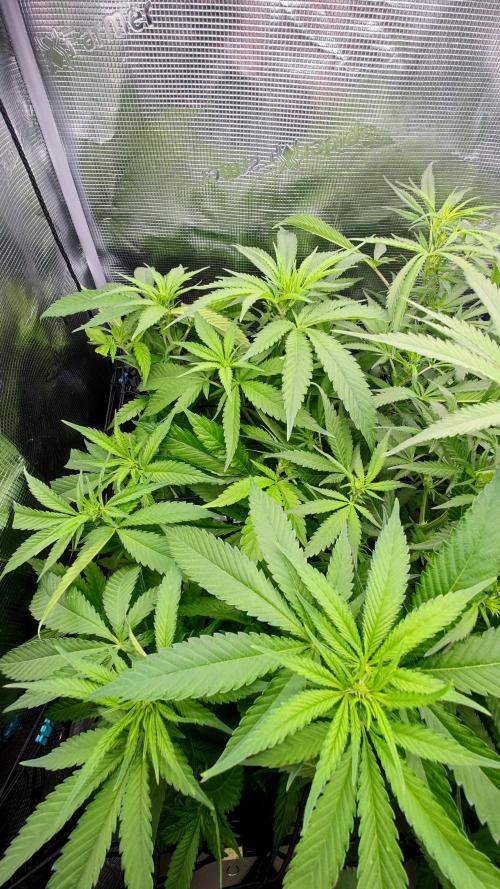 Pink Gelato / Kannabia / Indoor. Week 13