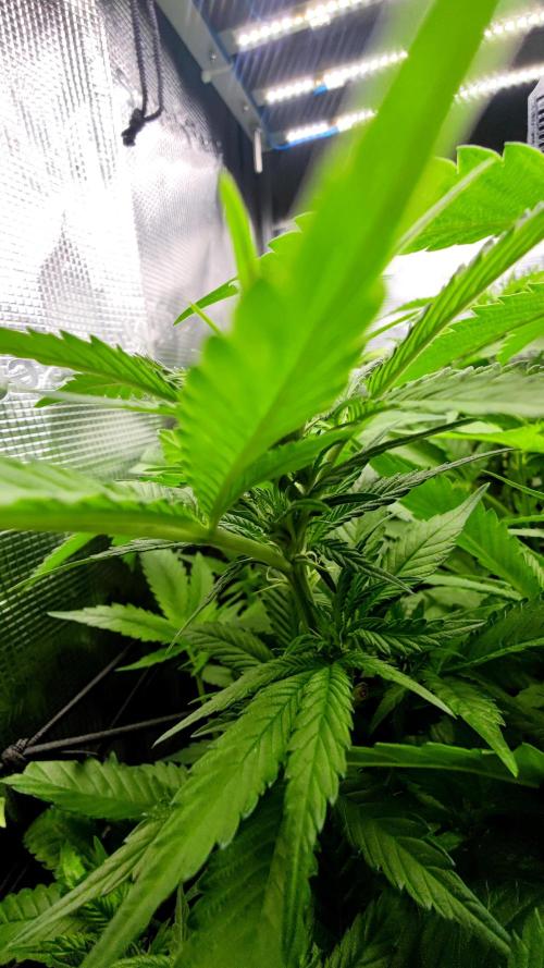 Pink Gelato / Kannabia / Indoor. Week 13