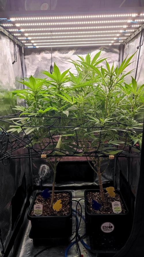 Rainbow Sherbert #11 / Kannabia / Indoor. Week 14