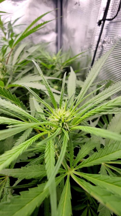 Rainbow Sherbert #11 / Kannabia / Indoor. Week 14
