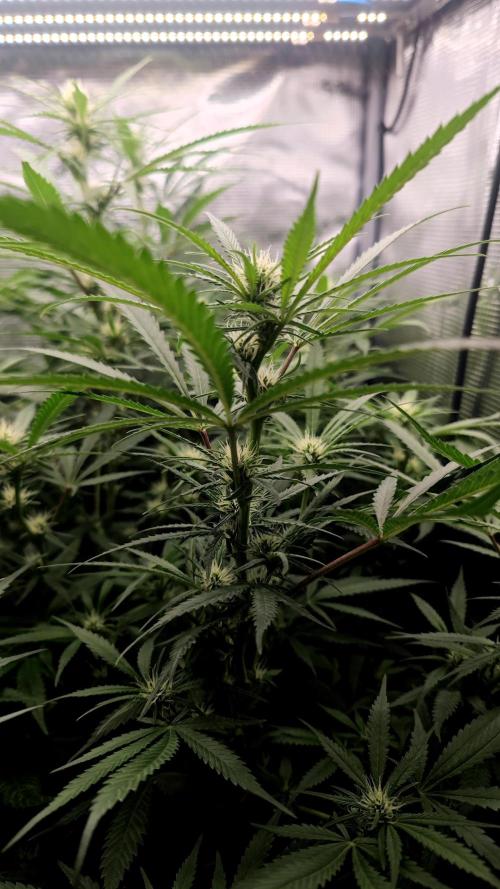 Rainbow Sherbert #11 / Kannabia / Indoor. Week 14