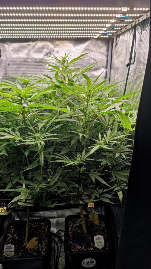 Pink Gelato / Kannabia / Indoor. Week 14