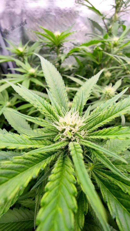 Pink Gelato / Kannabia / Indoor. Week 14