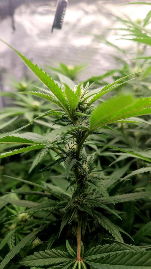 Pink Gelato / Kannabia / Indoor. Week 14