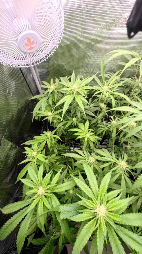 Pink Gelato / Kannabia / Indoor. Week 14