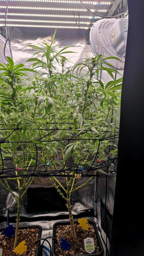 Pink Gelato / Kannabia / Indoor. Week 14