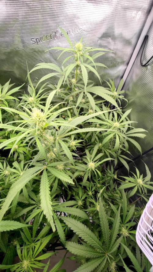 Rainbow Sherbert #11 / Kannabia / Indoor. Week 14
