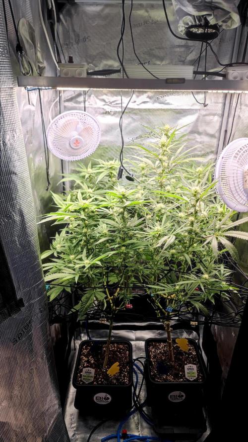 Rainbow Sherbert #11 / Kannabia / Indoor. Week 15