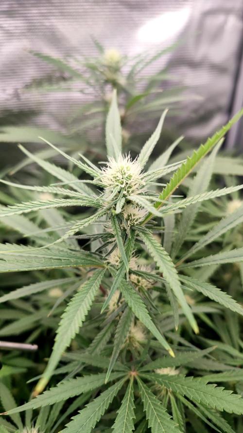 Rainbow Sherbert #11 / Kannabia / Indoor. Week 15