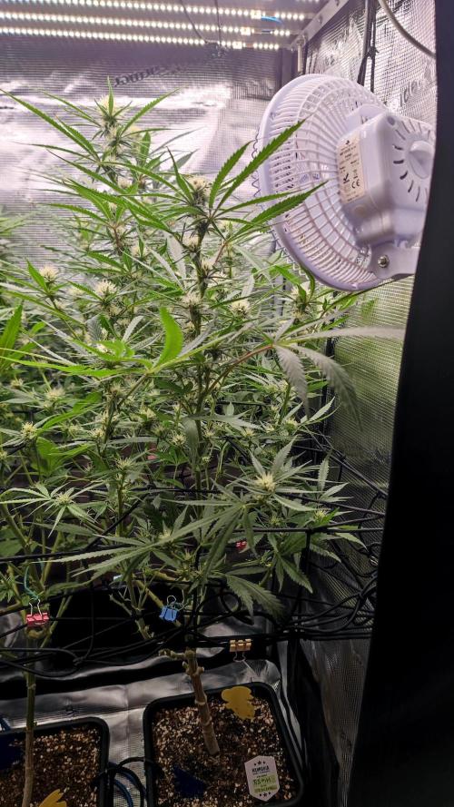 Rainbow Sherbert #11 / Kannabia / Indoor. Week 15