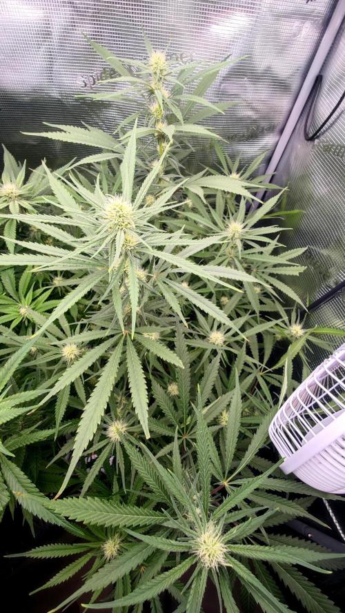 Rainbow Sherbert #11 / Kannabia / Indoor. Week 15