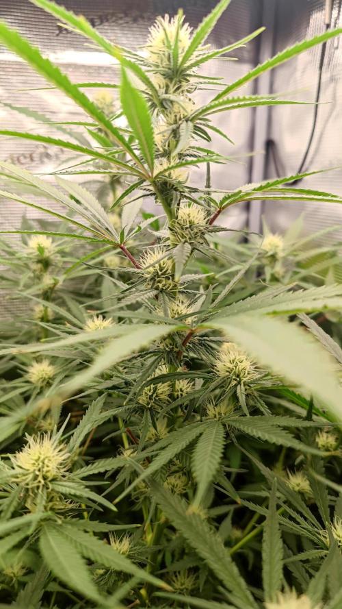 Rainbow Sherbert #11 / Kannabia / Indoor. Week 15