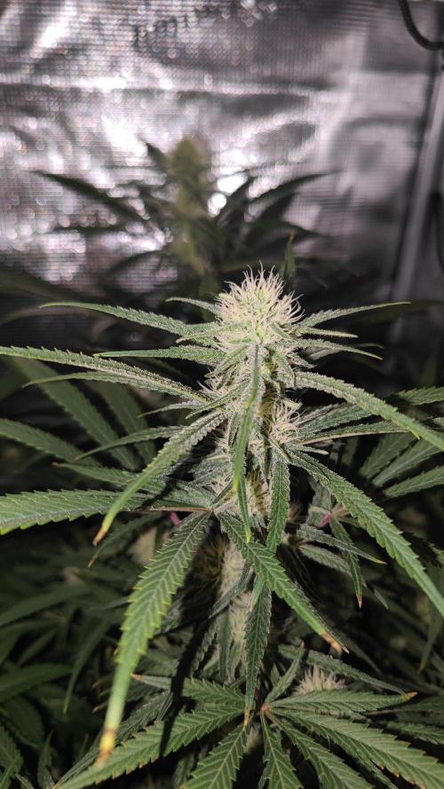 Rainbow Sherbert #11 / Kannabia / Indoor. Week 15