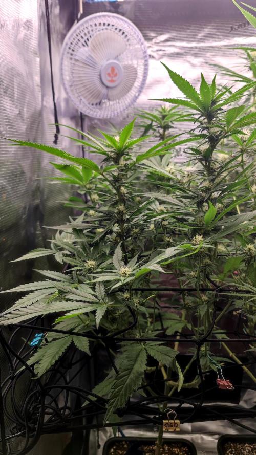Pink Gelato / Kannabia / Indoor. Week 15