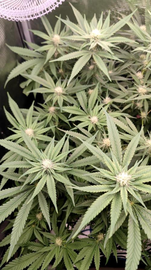 Pink Gelato / Kannabia / Indoor. Week 15