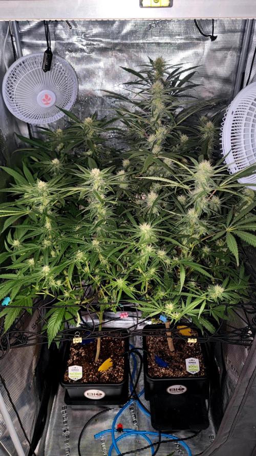 Pink Gelato / Kannabia / Indoor. Week 15