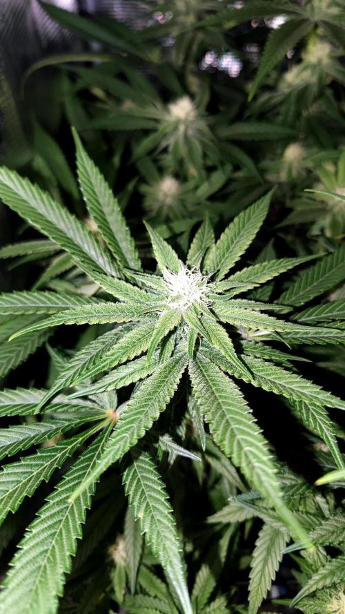 Pink Gelato / Kannabia / Indoor. Week 15