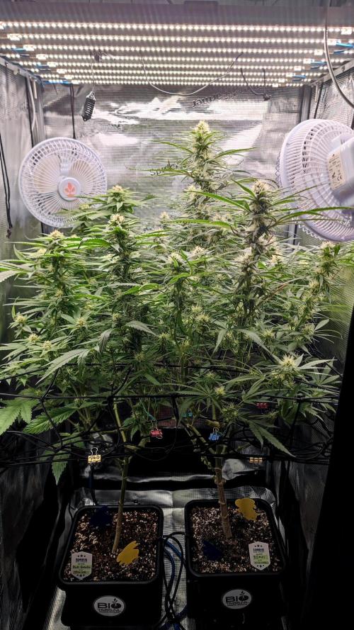 Rainbow Sherbert #11 / Kannabia / Indoor. Week 16