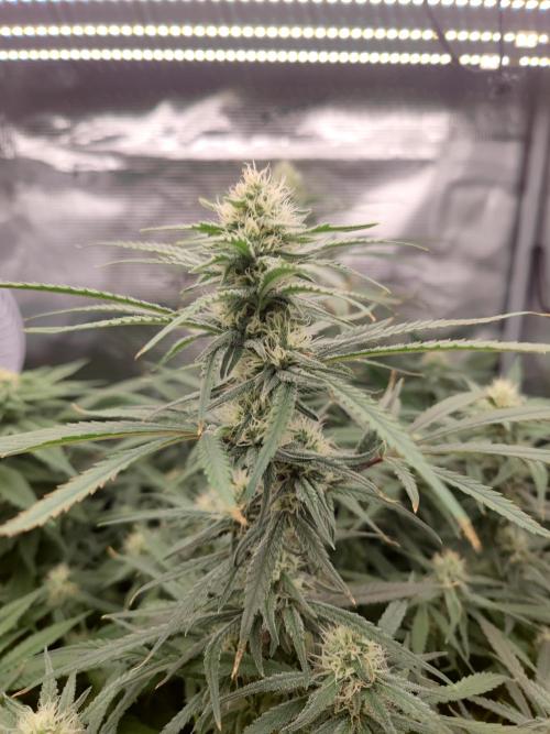 Rainbow Sherbert #11 / Kannabia / Indoor. Week 16