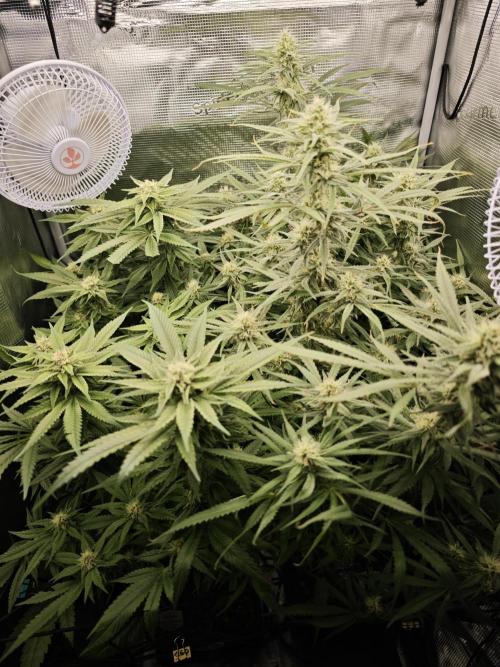 Rainbow Sherbert #11 / Kannabia / Indoor. Week 16