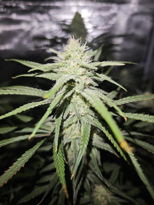 Rainbow Sherbert #11 / Kannabia / Indoor. Week 16