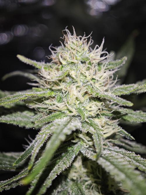 Rainbow Sherbert #11 / Kannabia / Indoor. Week 16