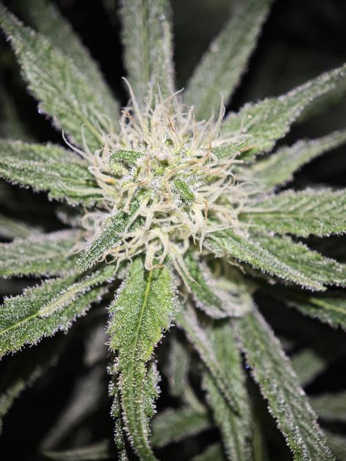 Rainbow Sherbert #11 / Kannabia / Indoor. Week 16
