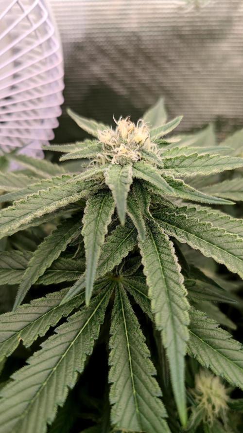 Pink Gelato / Kannabia / Indoor. Week 16